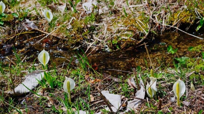 越本水芭蕉の森 その3(群馬県片品村 2025.4.29撮影)