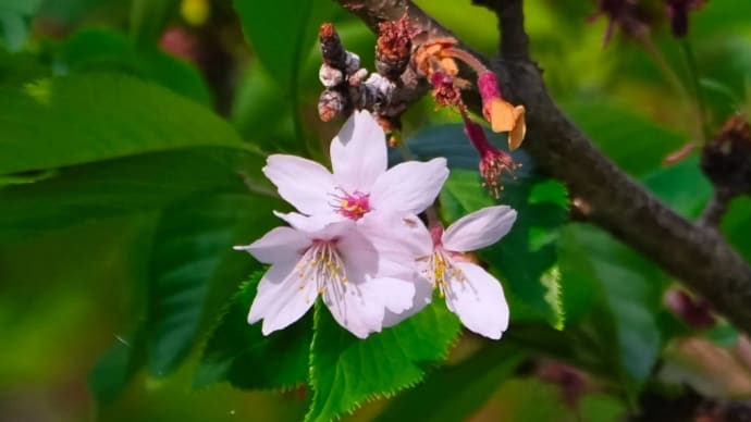 22/Apr 残り桜とマガモとバンとコサギとツツジとシャクナゲ
