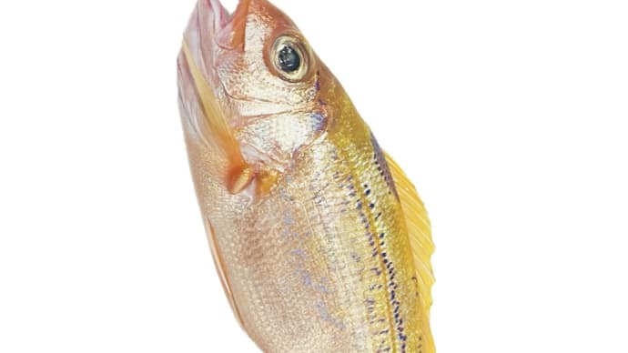 魚を食べるTokyo2072 眠るTokyo2072 枯山水のTokyo2072 朝顔 昼顔 夕顔 へちま 風船かずら ホオズキ キキョウ 葉の化石 シンプルテストイズベスト シンプルシンキングライフ