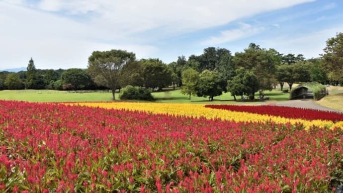 森林公園の羽毛ゲイトウ