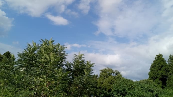 夏野菜が高い!空も高くなってきた!