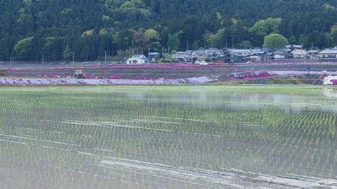 畦の芝桜、ダム湖畔のチューリップ