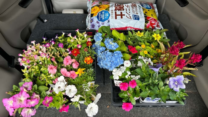 2025庭いじり№04(ようやく花壇に花を植えます)