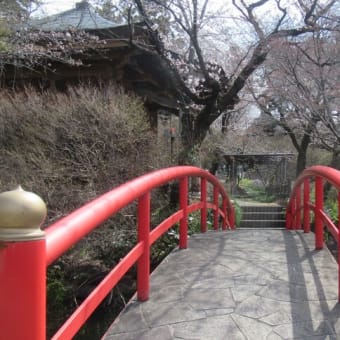 桜の珊瑚寺２０２５