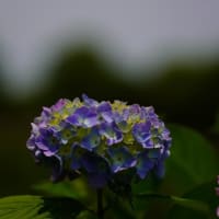 公園のアジサイ
