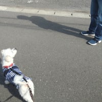 猛犬。の事。