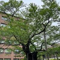 旅の街歩き・・盛岡編