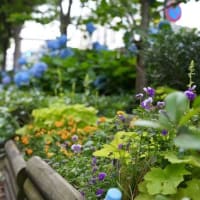 御池ブルーを撮りに行って来た・・・・・。('◇')ゞ