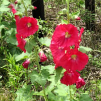 今日から6月。そして、タチアオイの花♪