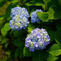 公園のアジサイ