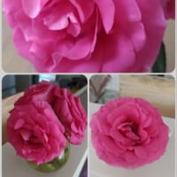 我が家の園芸