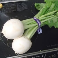 春かぶが安くなりました。