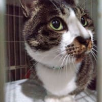 5月23日（金）久し振りに目撃した外猫さん