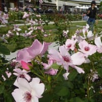 中之島公園バラ園