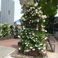 中之島公園バラ園