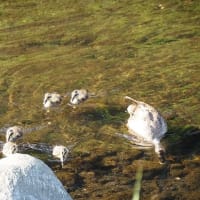 カルガモの子育て風景２