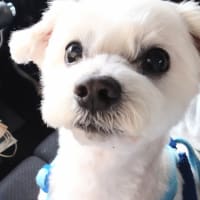 痒いは辛い。と、ニノさんトリミングお写真。の事。