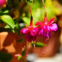 庭の花（５月末）