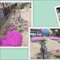 🐵 猿 と 芝桜 🌸