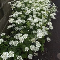 トウモロコシごはん・・・美味でした