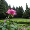 旧古河庭園・・・秋の薔薇フェスティバル行ってきました。