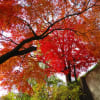 紅葉の龍洞院