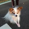 最近で会ってワンちゃんたち～🐕
