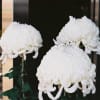 20201114 ひらかた菊フェスティバル
