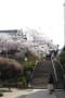 sakura-kyoukai